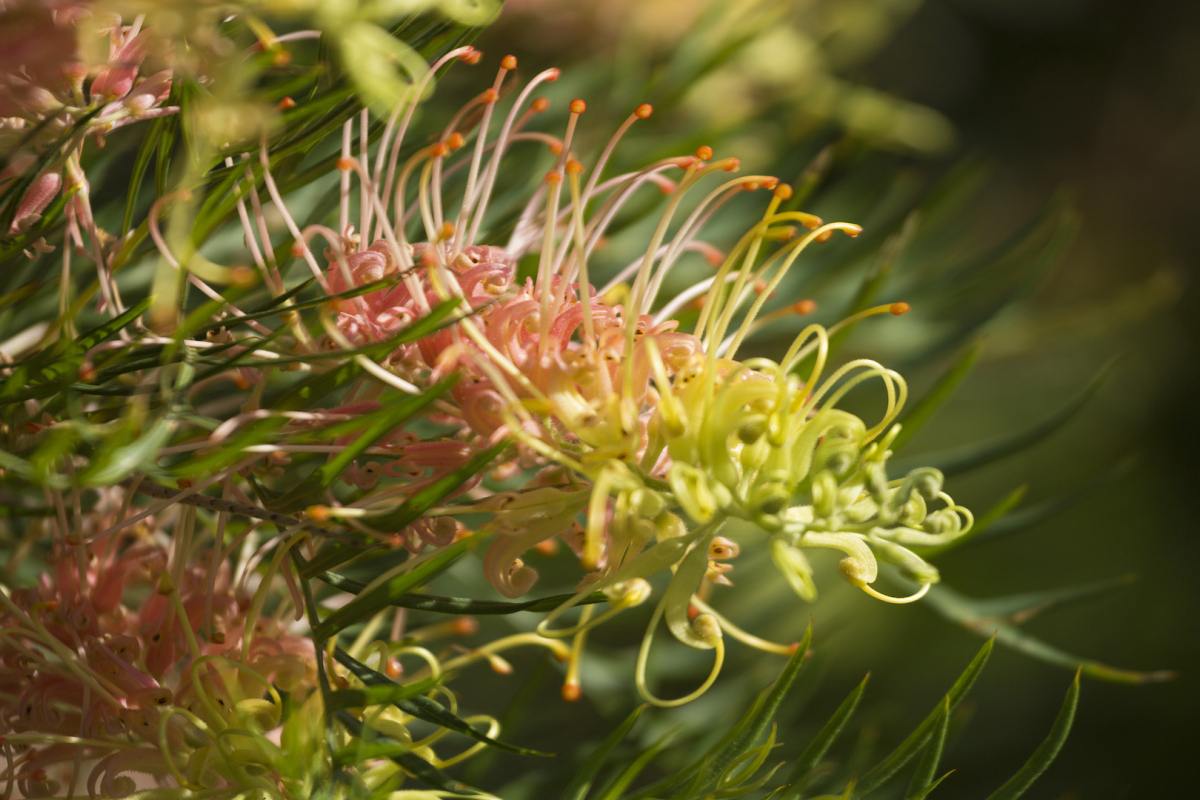 Hunter Valley Accommodation - King I - Pokolbin - all