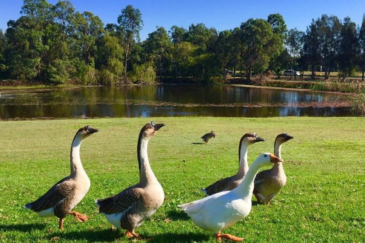 Hunter Valley Accommodation - Capercaillie House - Lovedale - all