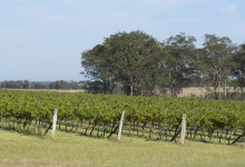 Hunter Valley Accommodation - King I - Pokolbin - all
