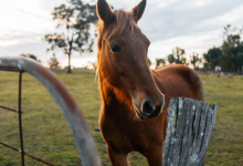 Hunter Valley Accommodation - Corunna Station 10 Bedrooms - Pokolbin - all