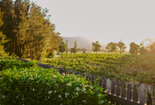 Hunter Valley Accommodation - Casuarina Estate - Themed Spa Suite Moulin Rouge - all