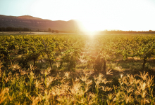 Hunter Valley Accommodation - Casuarina Estate - Themed Spa Suite Moulin Rouge - all