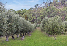 Hunter Valley Accommodation - Rocklee Grove - Broke - all