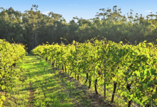 Hunter Valley Accommodation - Lilly Pilly Cottage at The Grange - Rothbury - Vineyard Views