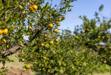 Hunter Valley Accommodation - Capercaillie House - Lovedale - all
