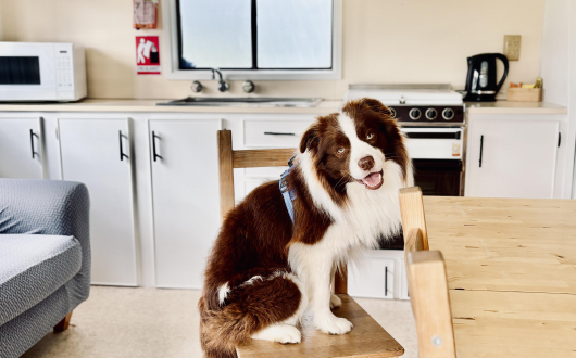 Standard Cabins Pet Friendly