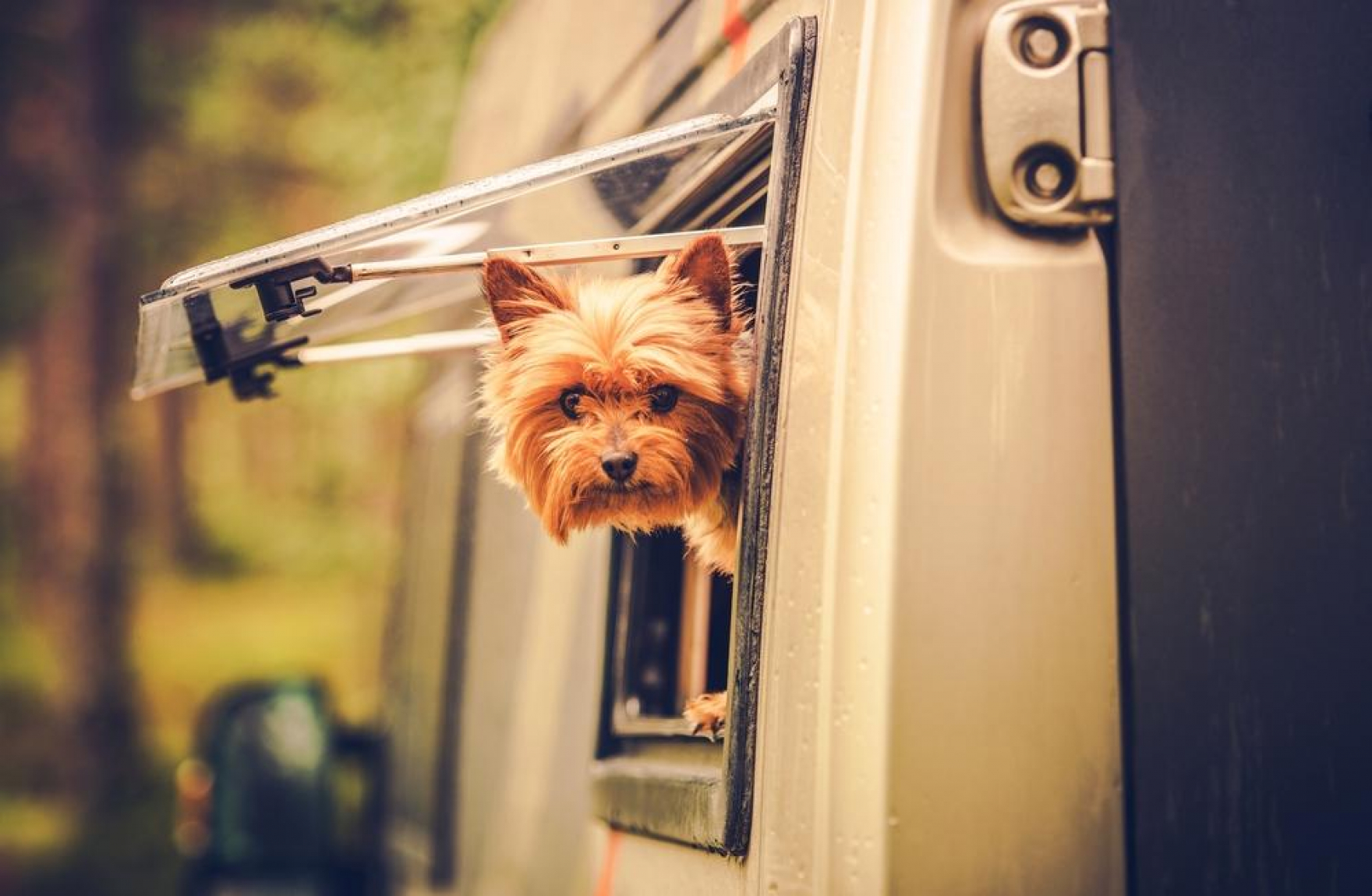Furry Friends